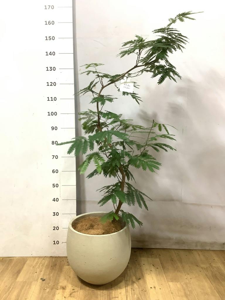エバーフレッシュ 8号 | 観葉植物 | インテリアやギフトに - Hitohana