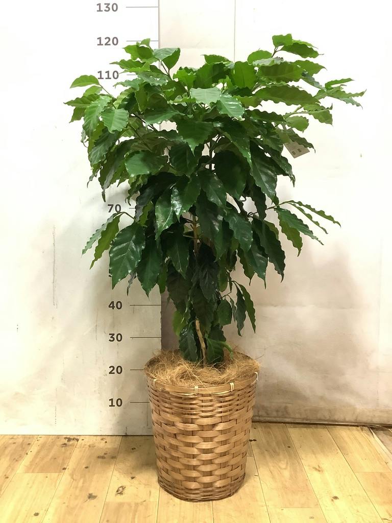 コーヒーの木 8号 | 観葉植物 | 送料無料でお届け - Hitohana（ひとはな）