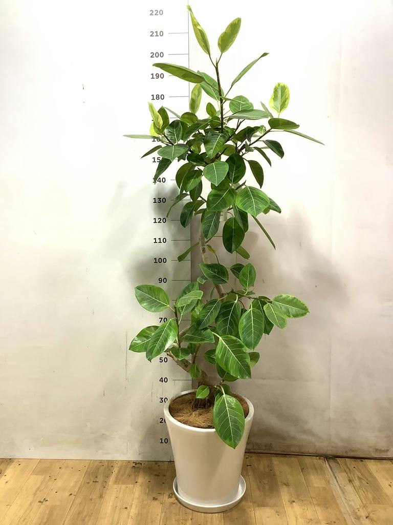 観葉植物 フィカス アルテシーマ 10号 曲り プラスチック鉢 / 天久