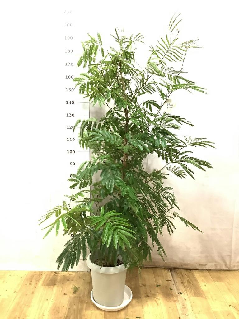 観葉植物 エバーフレッシュ【210cm】10号 プラスチック鉢 #69643 ※1都3