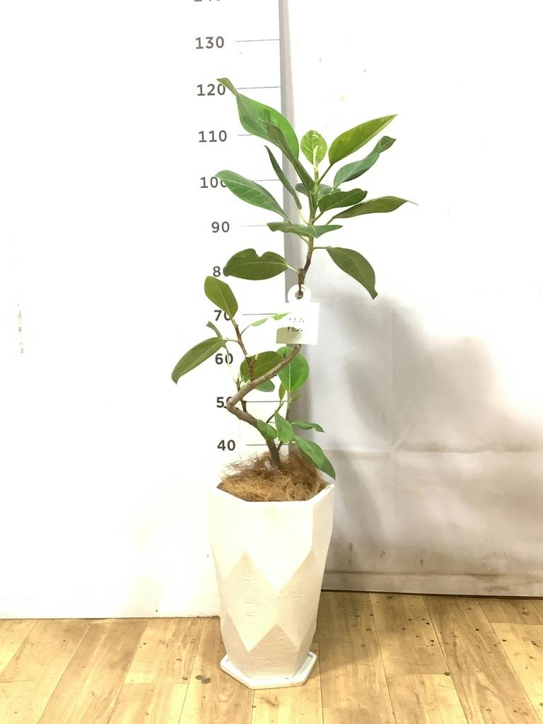 フィカス アルテシーマ 6号 | 観葉植物 | インテリアやギフトに