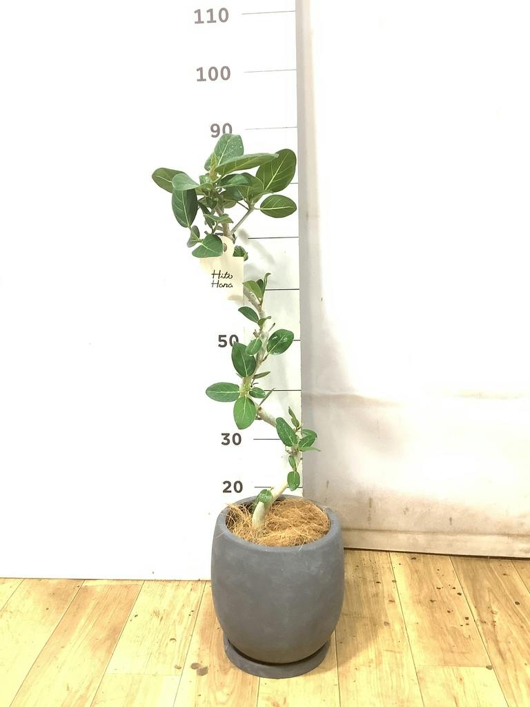フィカス ベンガレンシス 5号 | 観葉植物通販 HitoHana（ひとはな）