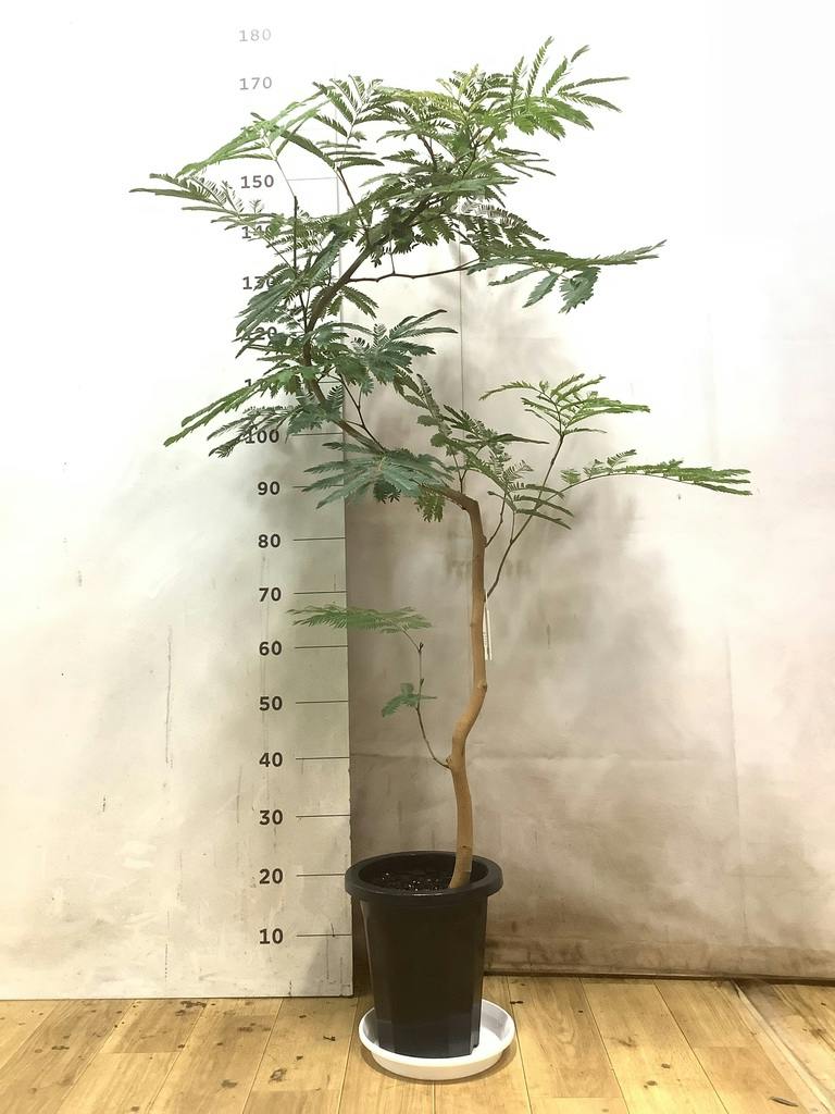 エバーフレッシュ 8号 | 観葉植物 | インテリアやギフトに - Hitohana
