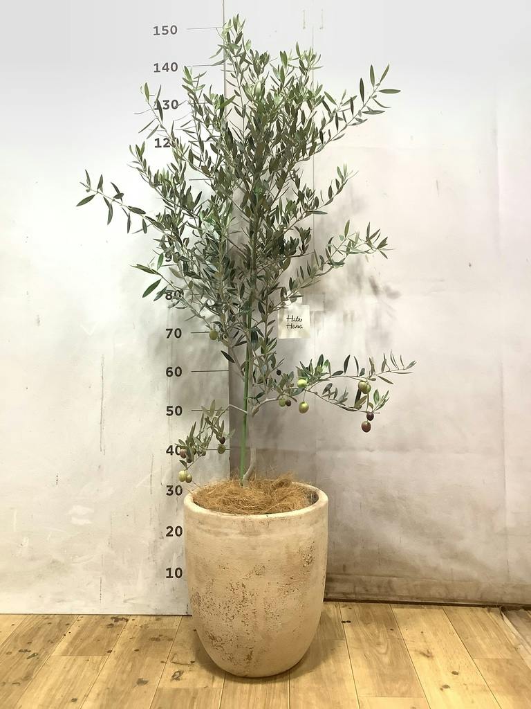 観葉植物 オリーブの木 8号 カヨンヌ ベータ キューブプランター