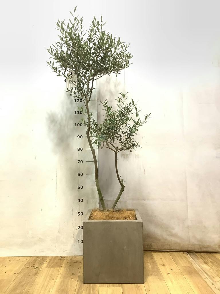 観葉植物 オリーブ 8号 創樹 リブバスケットNatural 付き | 観葉植物