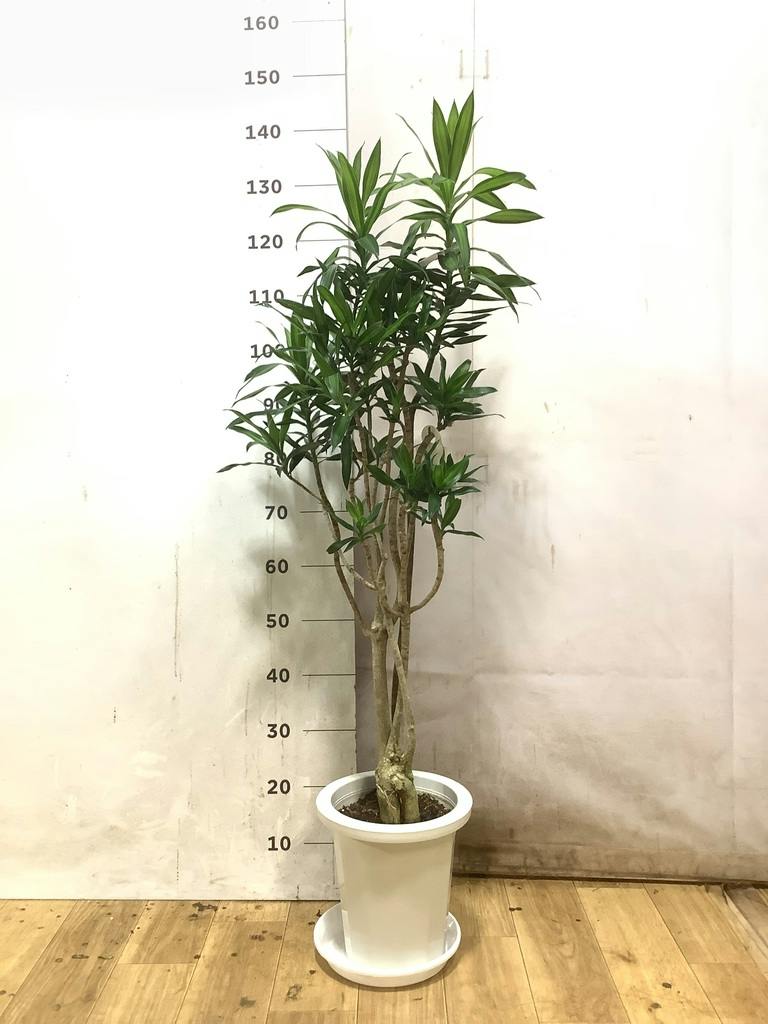 ドラセナ ソング オブ ジャマイカ | 観葉植物 | インテリアやギフトに