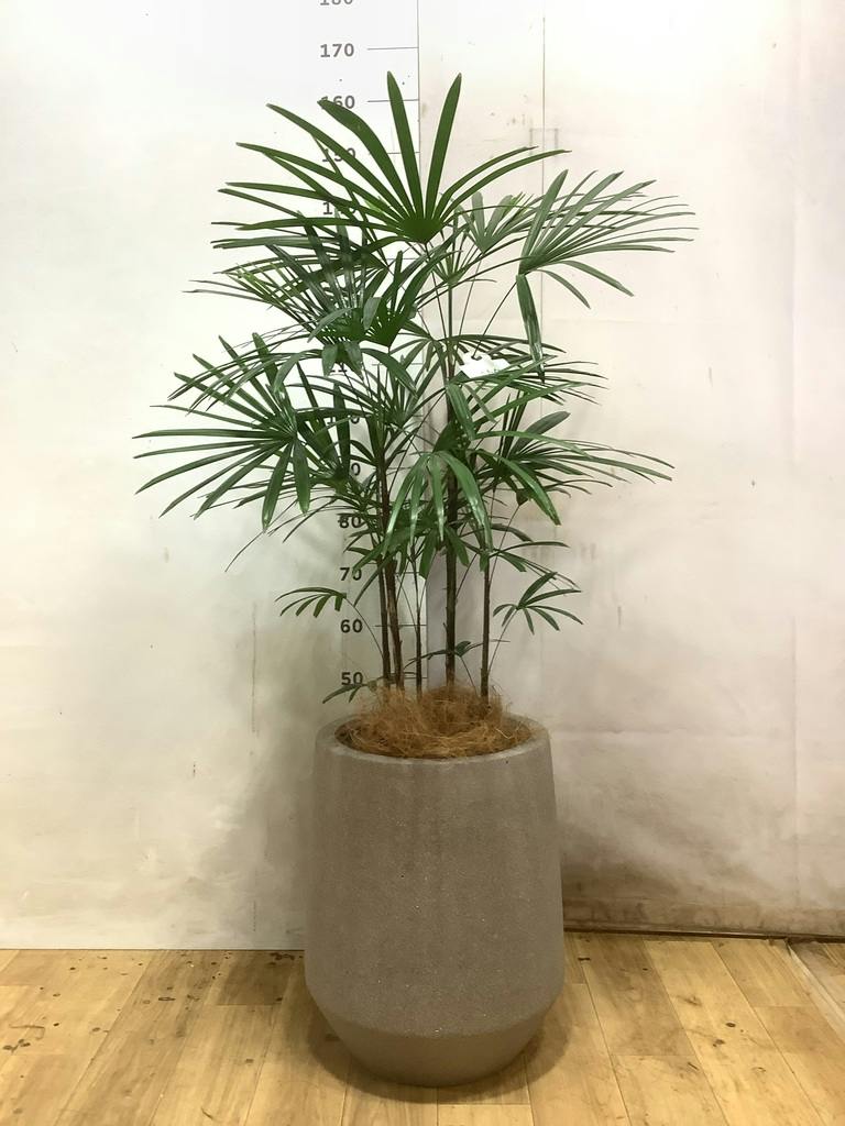 シュロチク 8号 | 観葉植物 | 送料無料でお届け - Hitohana（ひとはな）