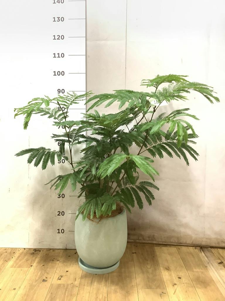 エバーフレッシュ 7号 | 観葉植物の通販ならHitoHana（ひとはな）