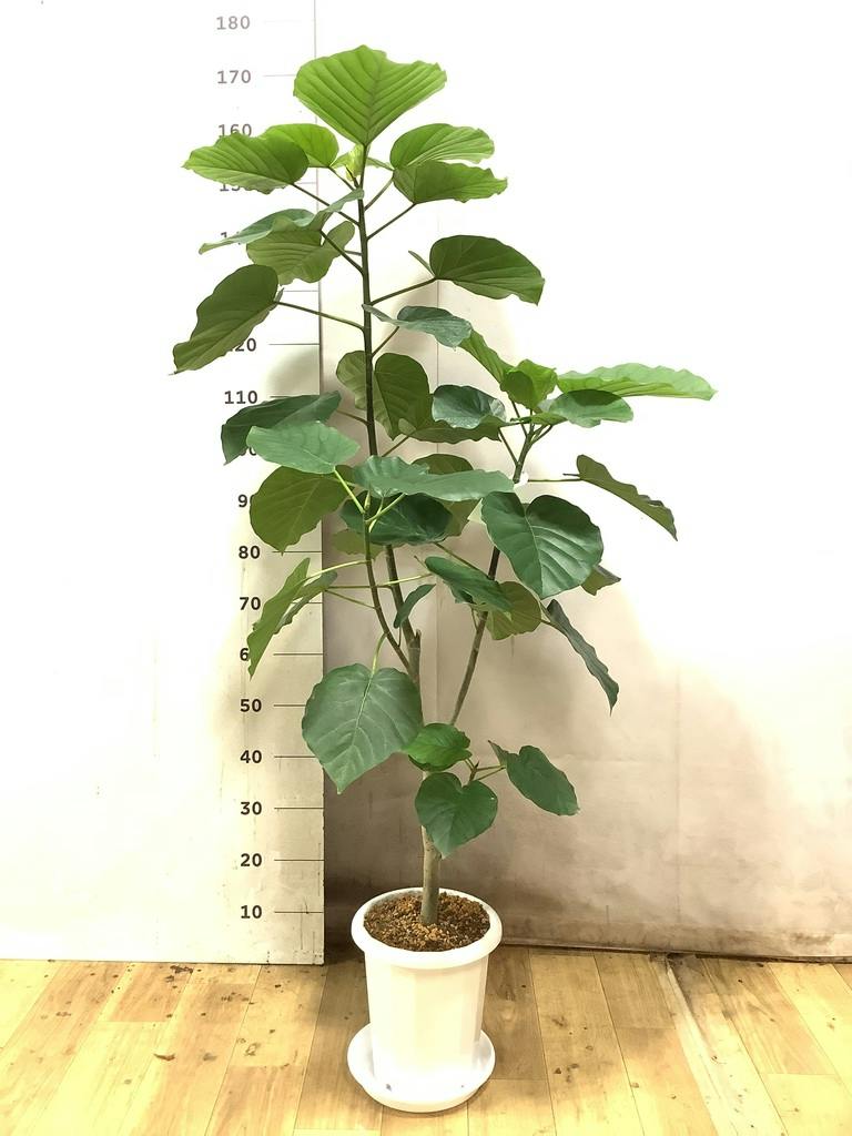 観葉植物 フィカス ウンベラータ 8号 ノーマル プラスチック鉢 | 観葉