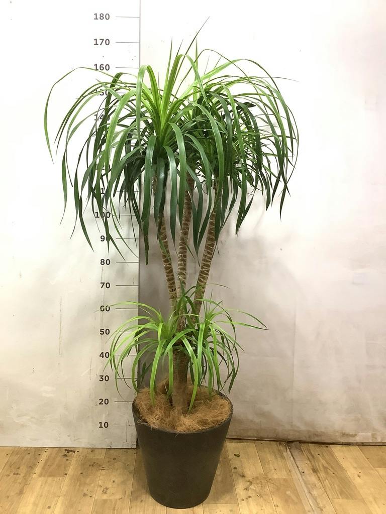 ドラセナ カンボジアーナ | 観葉植物通販HitoHana(ひとはな)