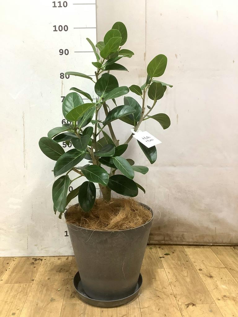 フィカス ベンガレンシス 7号 | 観葉植物 | 送料無料でお届け