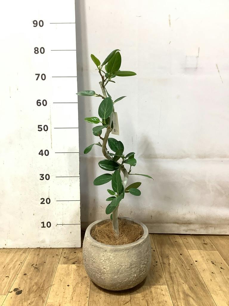 フィカス ベンガレンシス 5号 | 観葉植物通販 HitoHana（ひとはな）