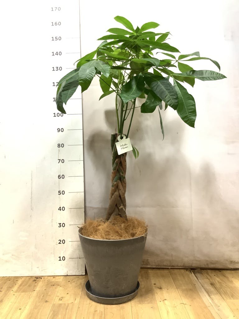 パキラ 8号 | 観葉植物の通販ならHitoHana（ひとはな）