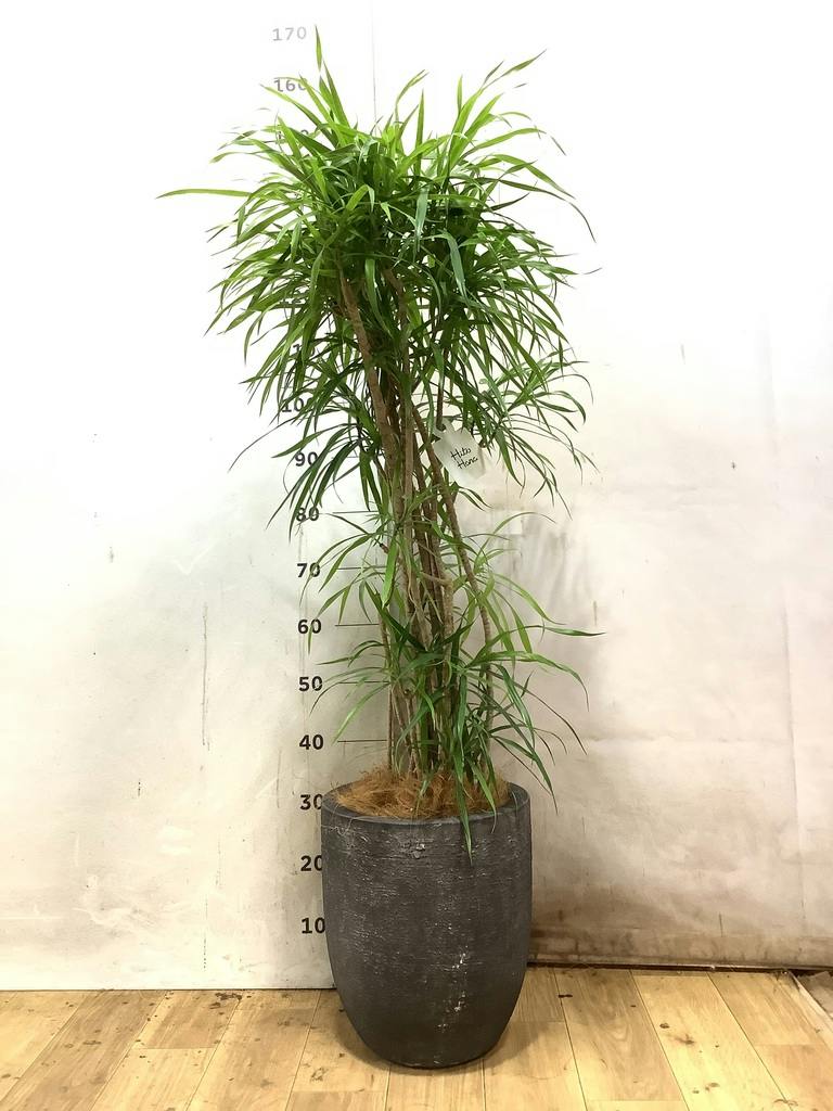 観葉植物 ドラセナ リフレクサ 8号 セドナロング 墨 付き | 観葉植物