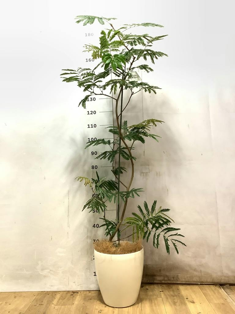 エバーフレッシュ 8号 | 観葉植物 | インテリアやギフトに - Hitohana