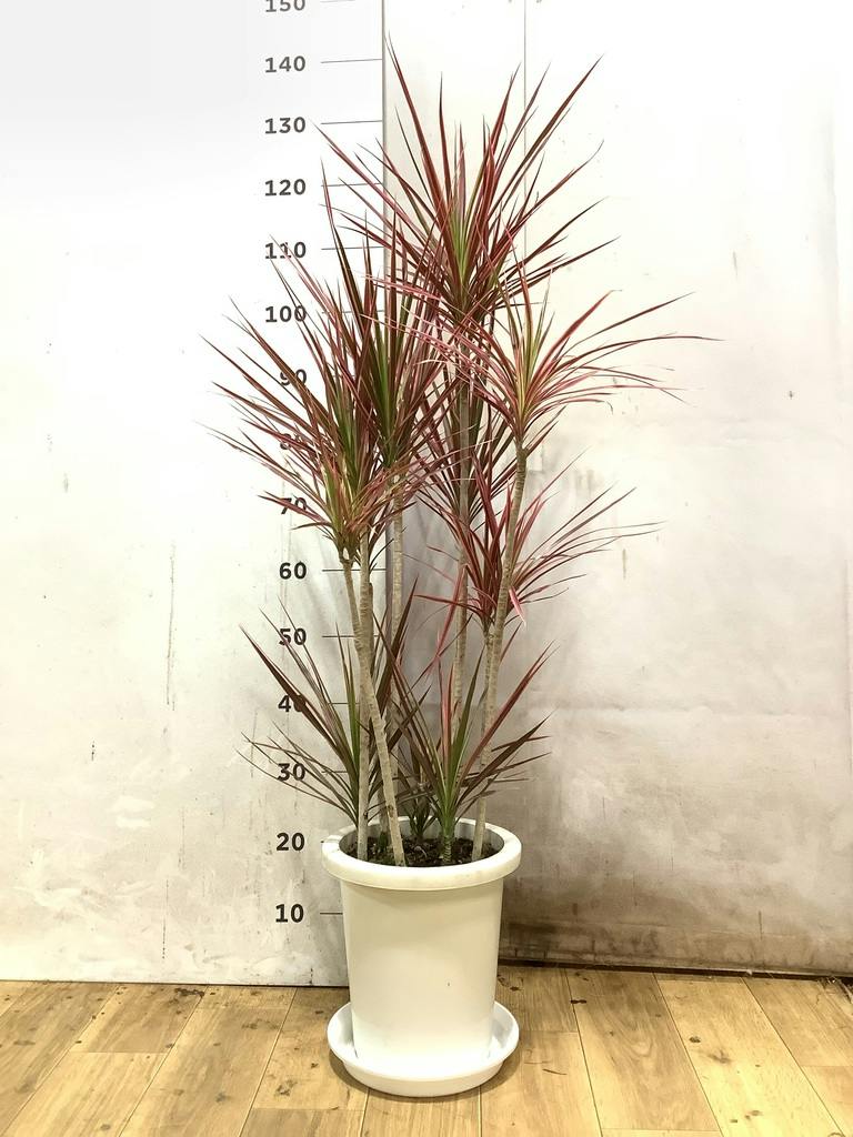 観葉植物 ドラセナ コンシンネ スカーレットアイビス 8号 寄せ