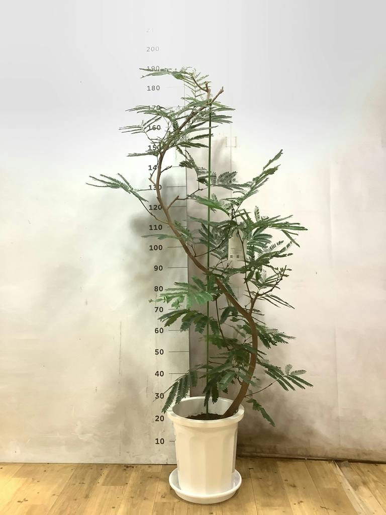 観葉植物 エバーフレッシュ 【190cm】 10号 ねじり #72652 ※1都3県配送