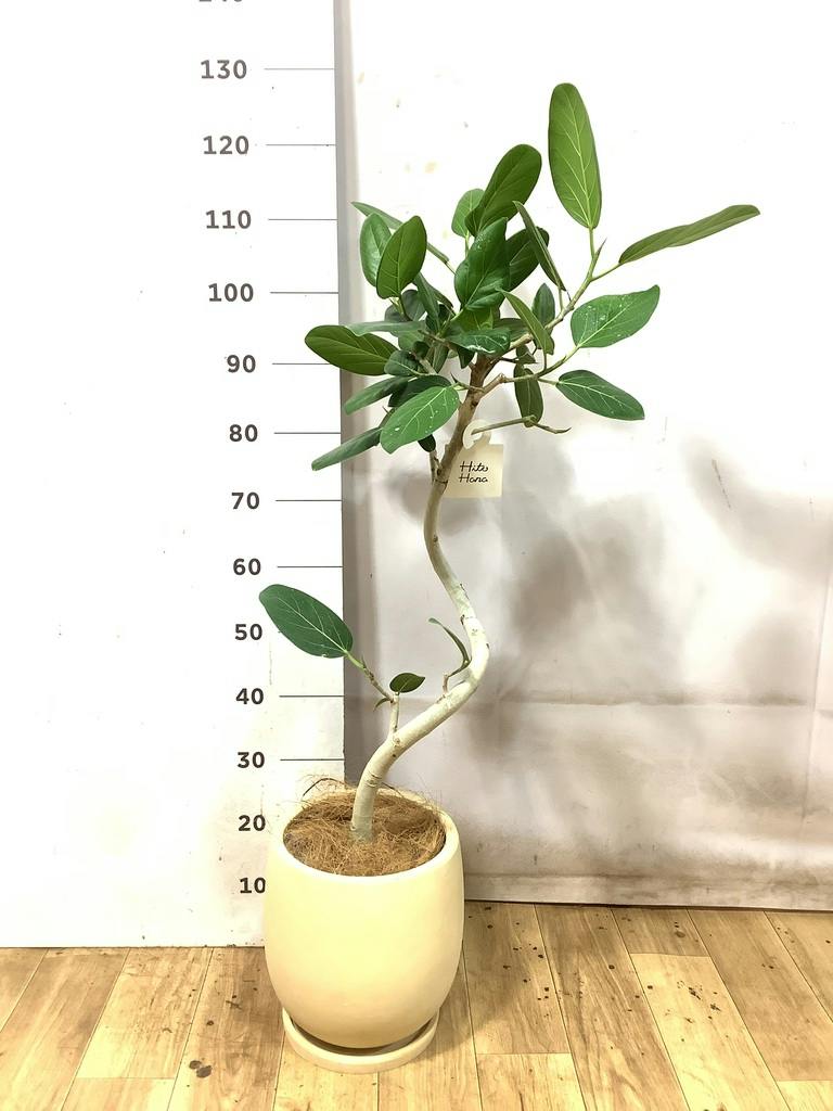 フィカス ベンガレンシス 7号 | 観葉植物 | 送料無料でお届け