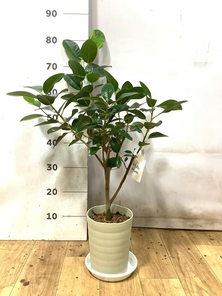 観葉植物 フランスゴムの木 6号 ノーマル プラスチック鉢 | 観葉植物