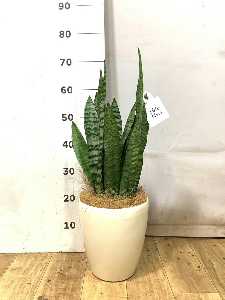 サンスベリア 6号 | 観葉植物 | インテリアやギフトに - Hitohana