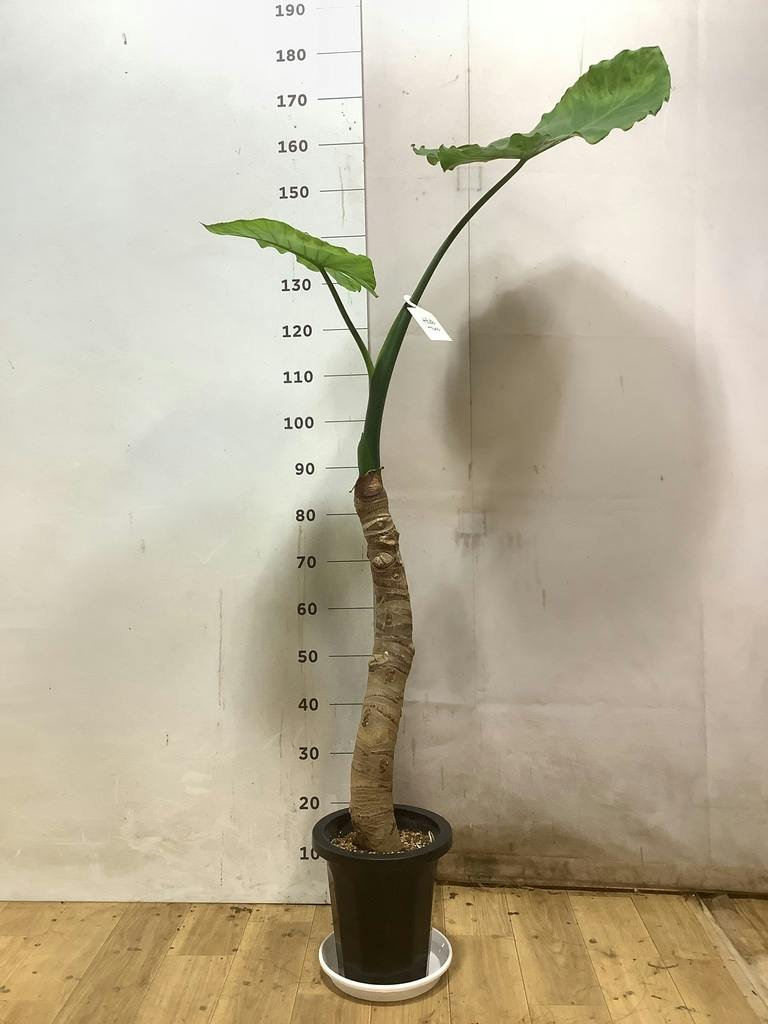 観葉植物 アロカシア 8号 オドラ（クワズイモ） プラスチック鉢 | 観葉