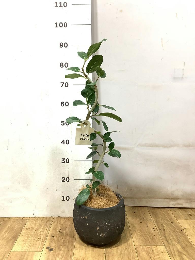 フィカス ベンガレンシス 5号 | 観葉植物通販 HitoHana（ひとはな）
