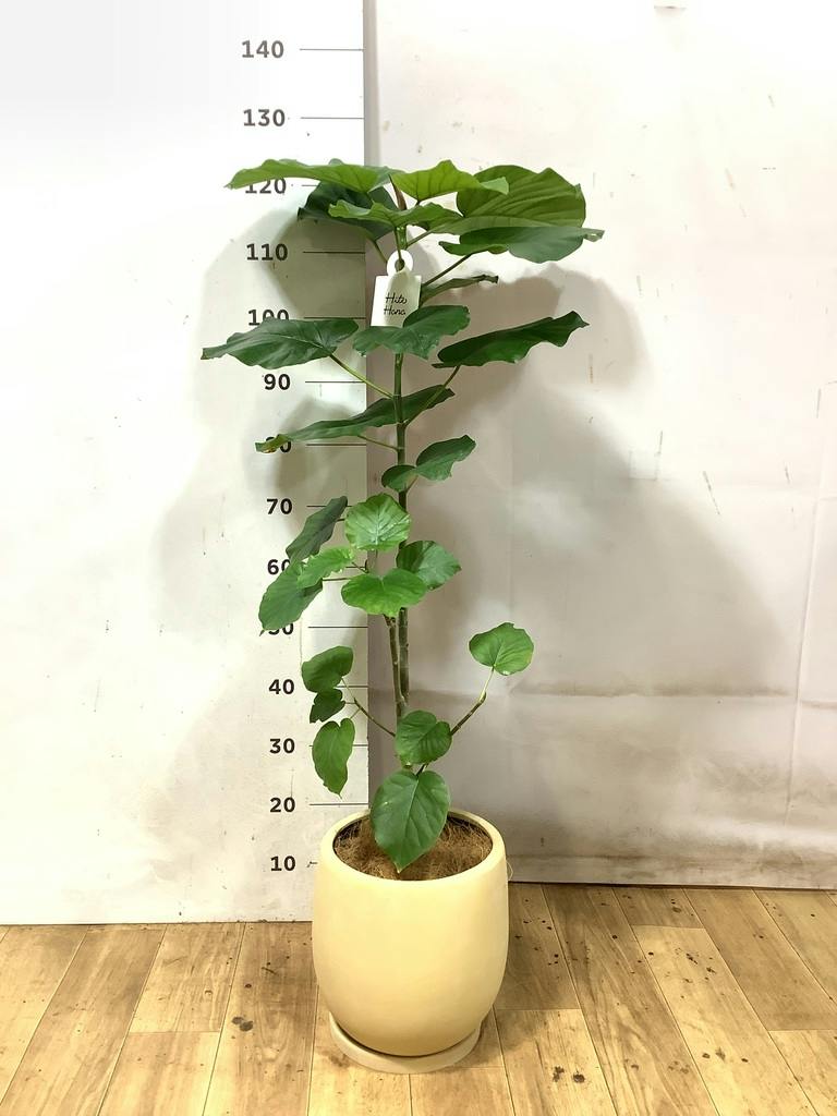 フィカス ウンベラータ 7号 | 観葉植物の通販ならHitoHana（ひとはな）