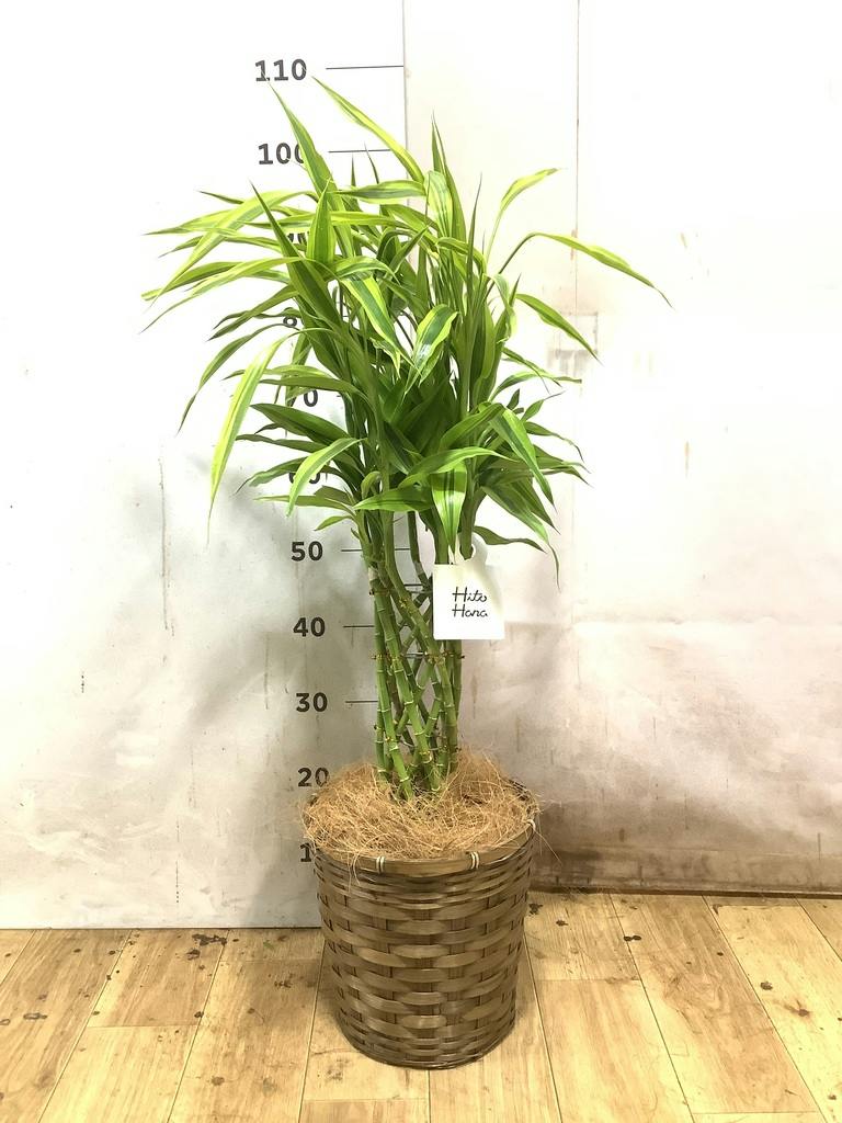 ドラセナ 7号 | 観葉植物の通販ならHitoHana（ひとはな）