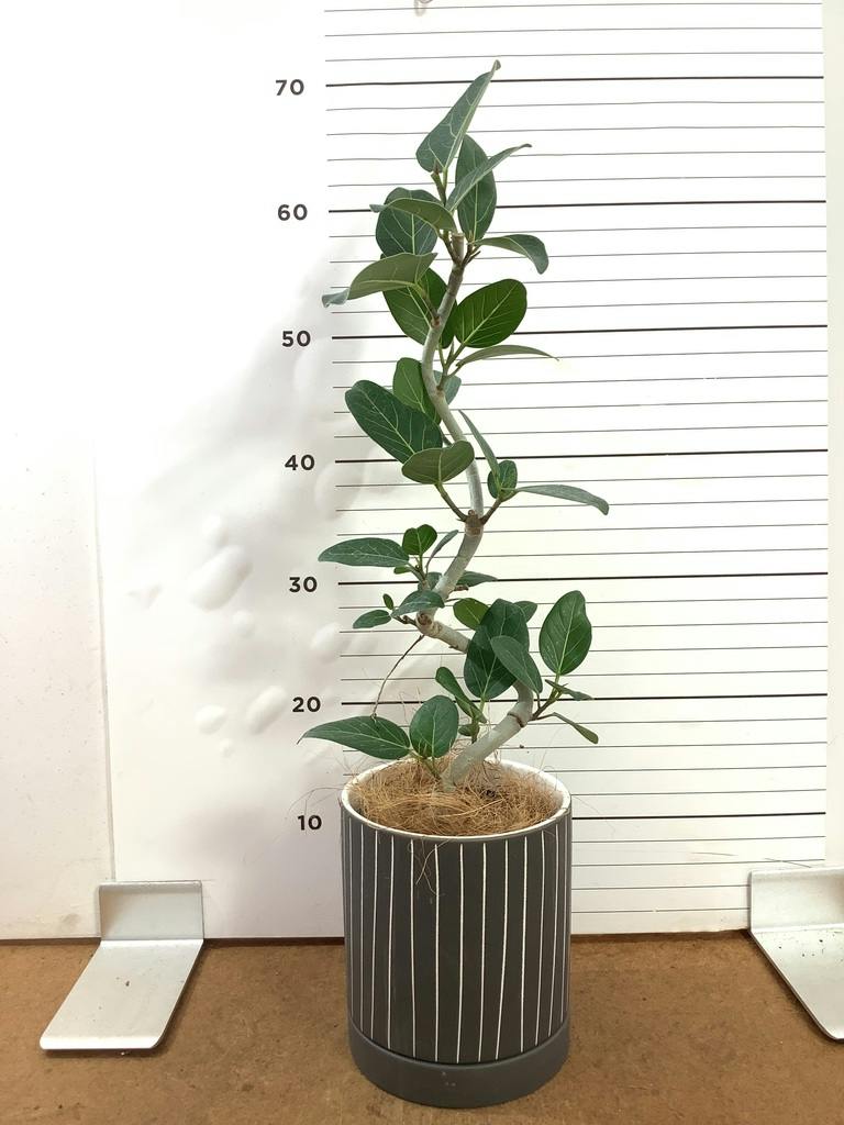 観葉植物 フィカス ベンガレンシス 4号 曲り インナ 15 G 付き | 観葉