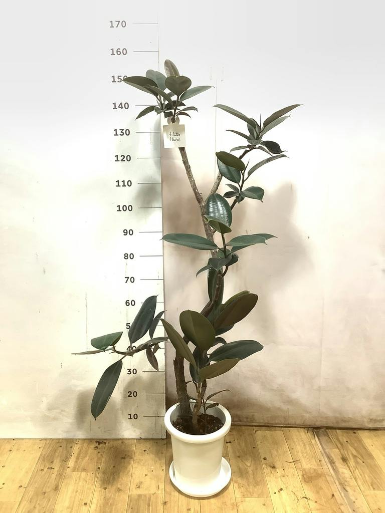 フィカス バーガンディ 曲がり | 観葉植物 | インテリアやギフトに
