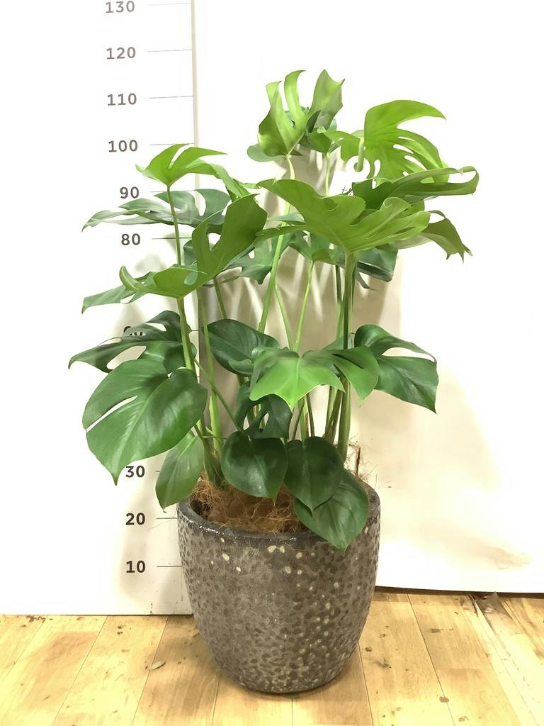 モンステラ 大型 | 観葉植物通販HitoHana(ひとはな)