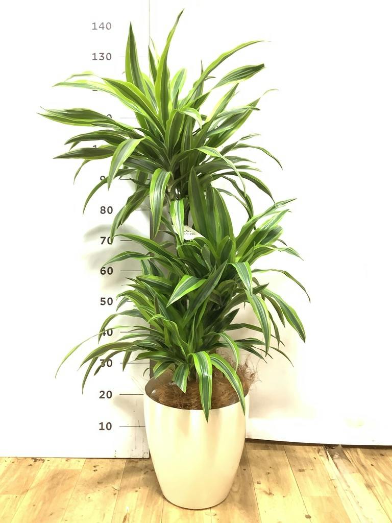 ドラセナ ワーネッキー レモンライム 8号 | 観葉植物 | インテリアや