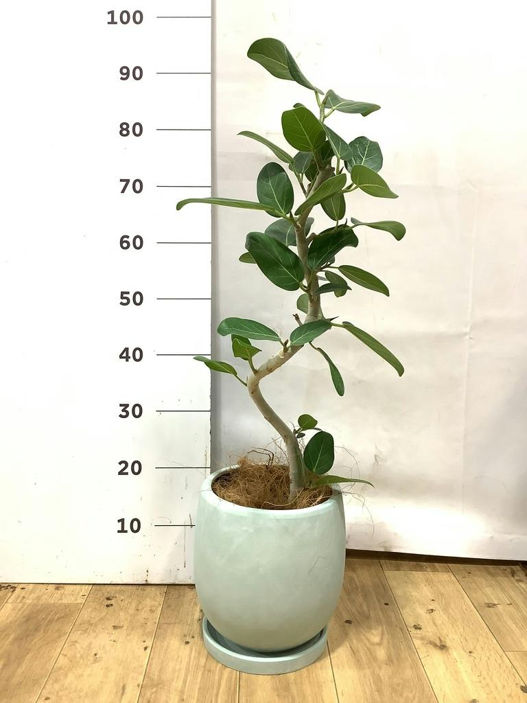 フィカス ベンガレンシス 5号 | 観葉植物通販 HitoHana（ひとはな）