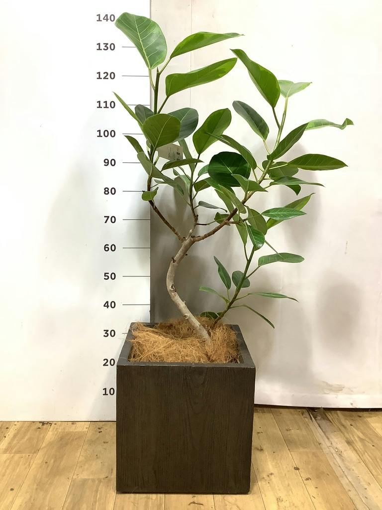 観葉植物 フィカス アルテシーマ 7号 曲り プラスチック鉢 | 観葉植物