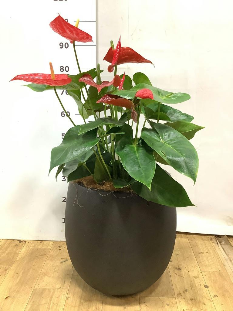 アンスリウム 8号 | 観葉植物 | 送料無料でお届け - Hitohana（ひとはな）
