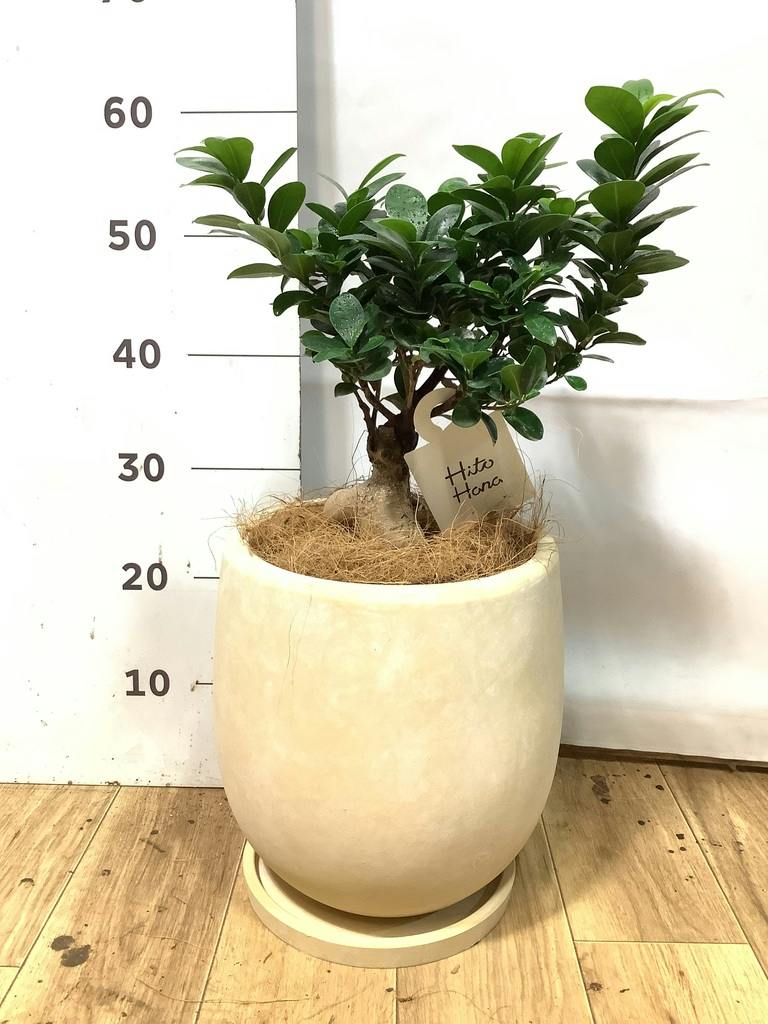 ガジュマル 6号 | 観葉植物 | インテリアやギフトに - Hitohana（ひと