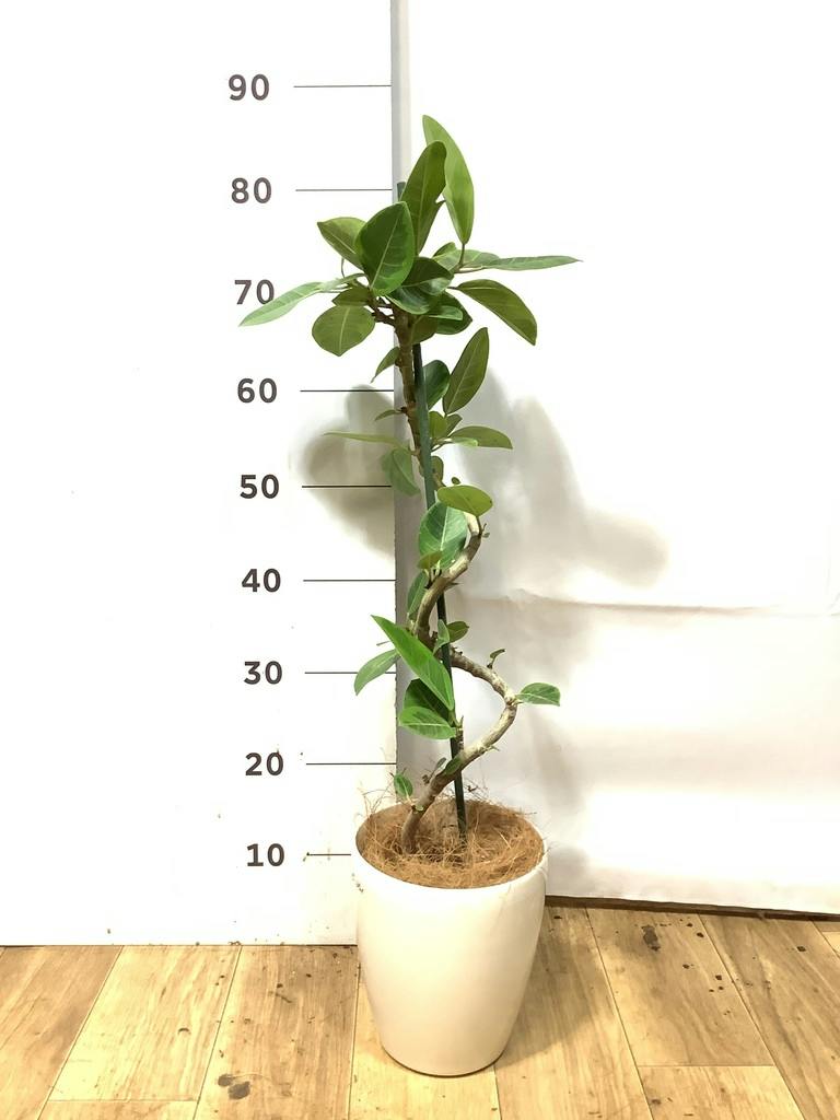 フィカス アルテシーマ 5号 曲がり | 観葉植物通販 HitoHana（ひとはな）