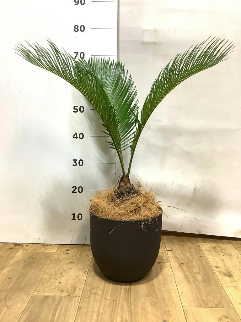 ソテツ 6号 | 観葉植物 | インテリアやギフトに - Hitohana（ひとはな）