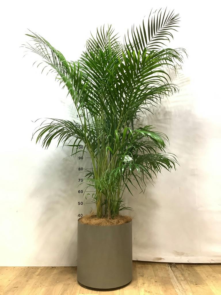 アレカヤシ | 観葉植物の通販ならHitoHana（ひとはな）