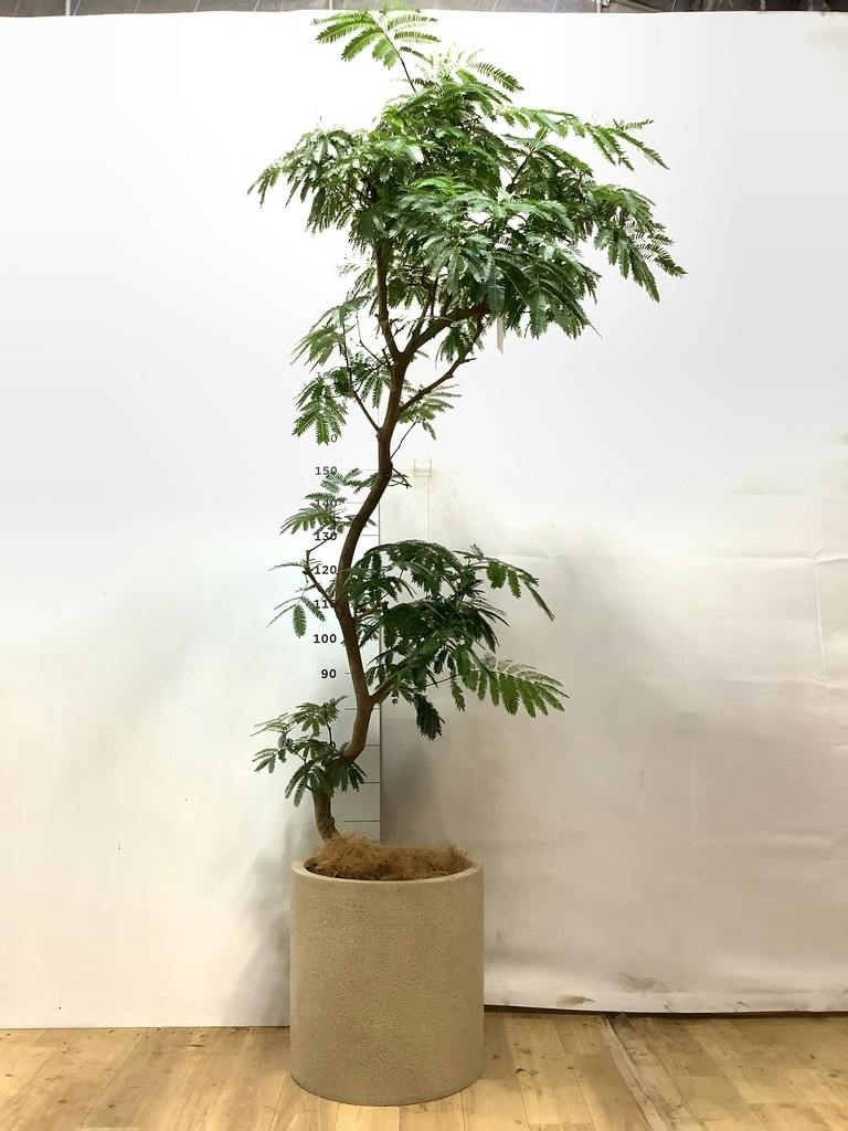 観葉植物 エバーフレッシュ 【225cm】 10号 ねじり #72137 ※1都3県配送