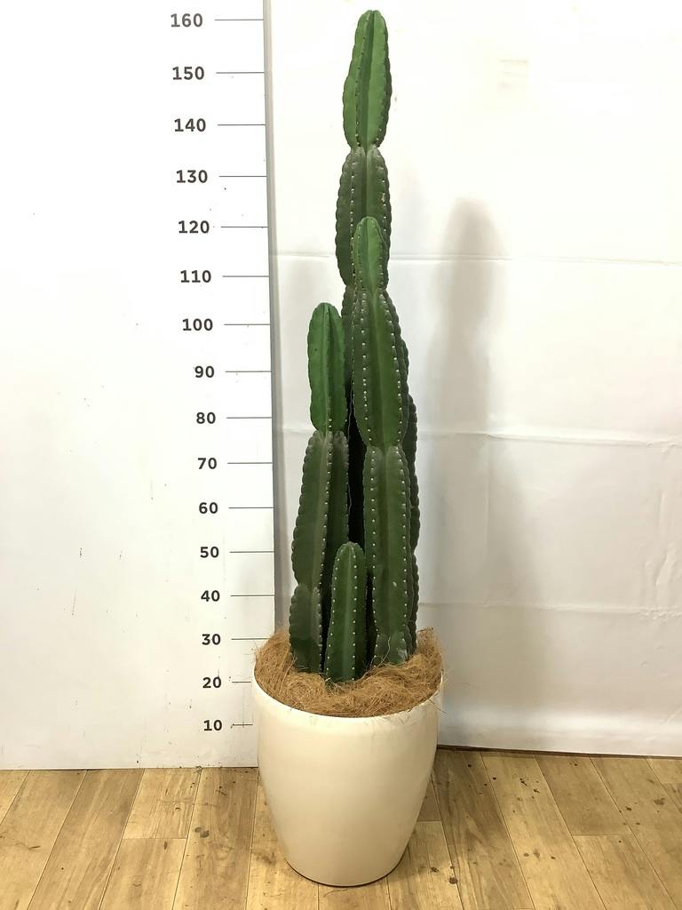 柱サボテン | 観葉植物の通販ならHitoHana（ひとはな）