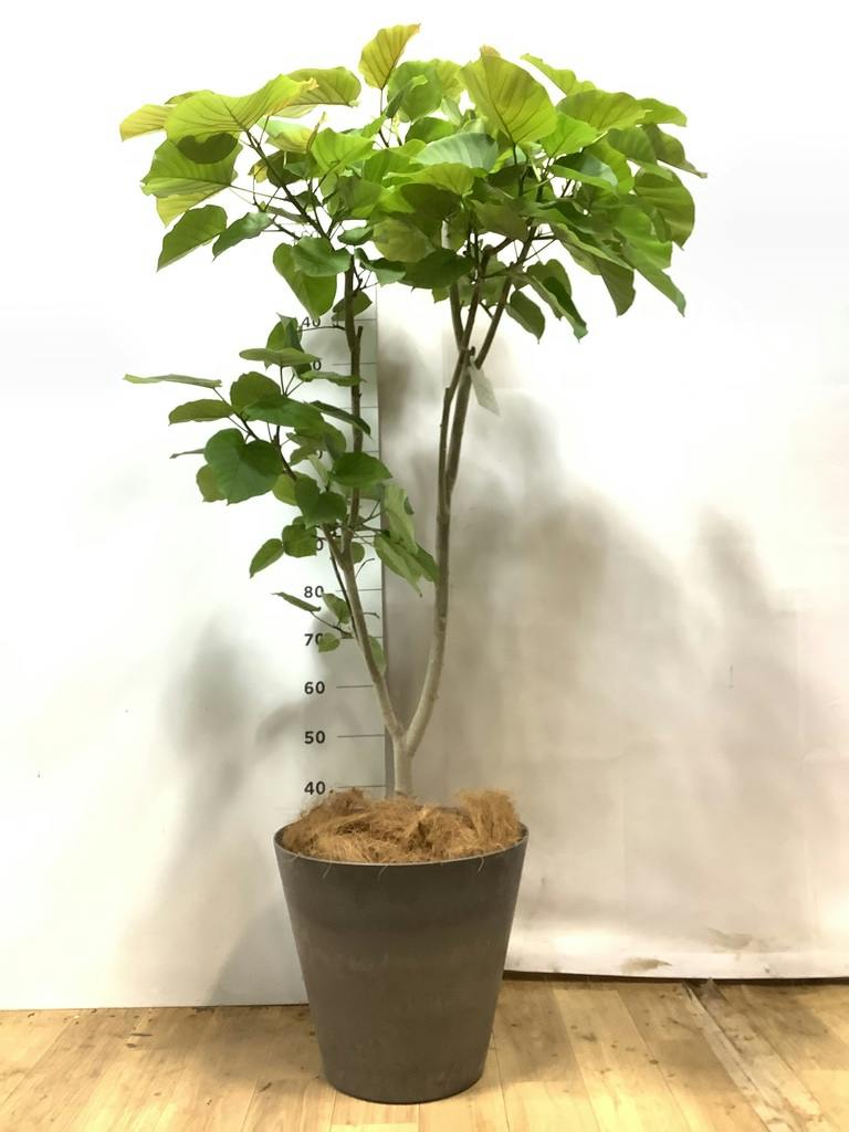 ウンベラータ 10号 | 観葉植物の通販ならHitoHana（ひとはな）