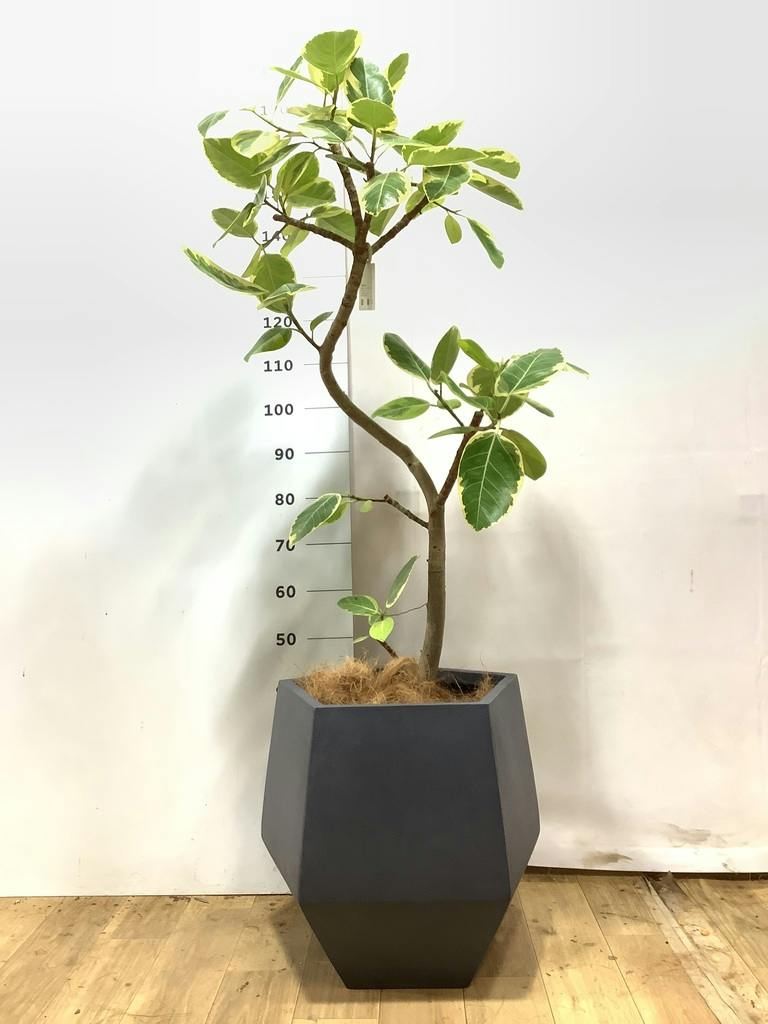フィカス アルテシーマ 曲がり | 観葉植物通販 Hitohana（ひとはな）