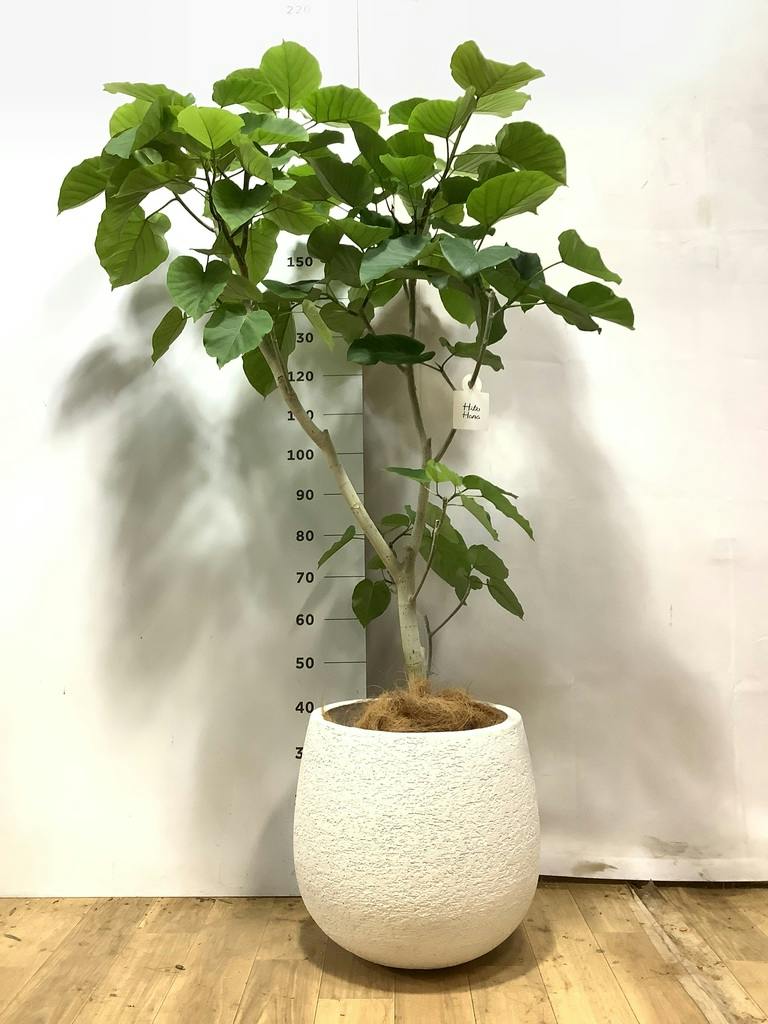 ウンベラータ 10号 | 観葉植物の通販ならHitoHana（ひとはな）