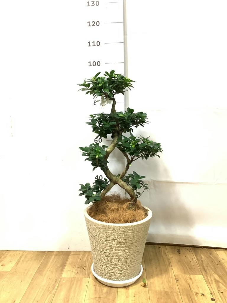 観葉植物 ガジュマル 8号 8の字 プラスチック鉢 | 観葉植物なら