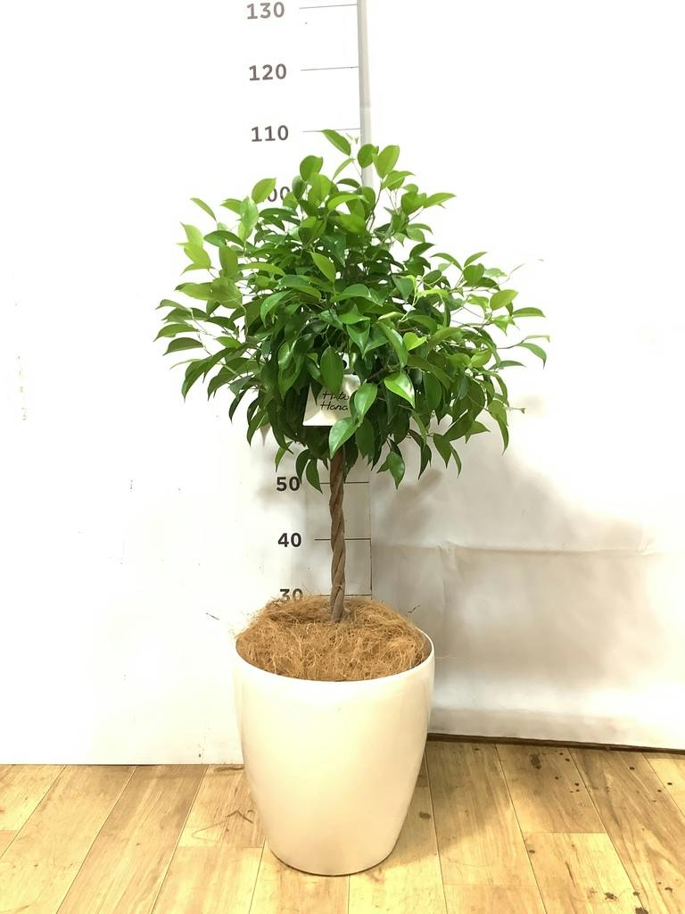 フィカス ベンジャミン 8号 | 観葉植物 | インテリアやギフトに