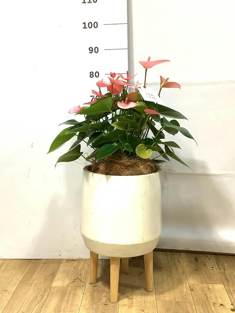 アンスリウム 7号 | 観葉植物の通販ならHitoHana（ひとはな）