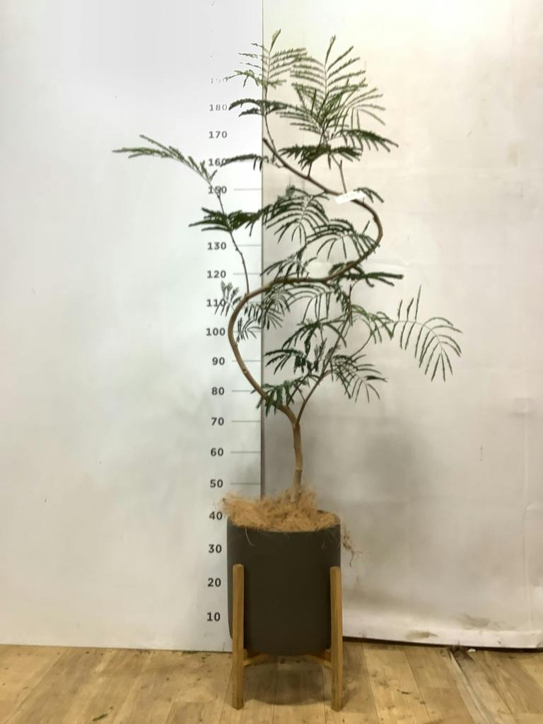エバーフレッシュ 8号 | 観葉植物 | インテリアやギフトに - Hitohana