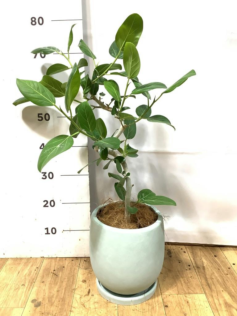 フィカス ベンガレンシス 5号 | 観葉植物通販 HitoHana（ひとはな）