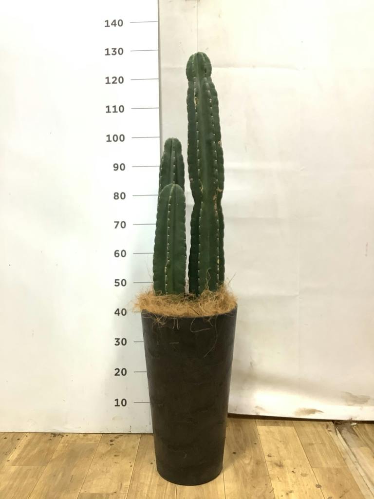 柱サボテン | 観葉植物の通販ならHitoHana（ひとはな）